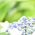 小林麻央さんやすらかに